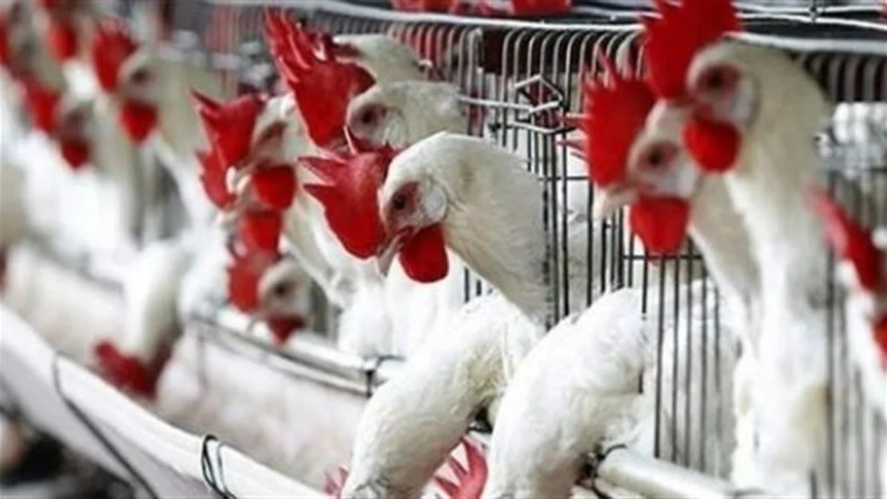 تراجع مستمر.. أسعار الدواجن في الأسواق تسجل مستويات غير مسبوقة بعد ثبات الأعلاف